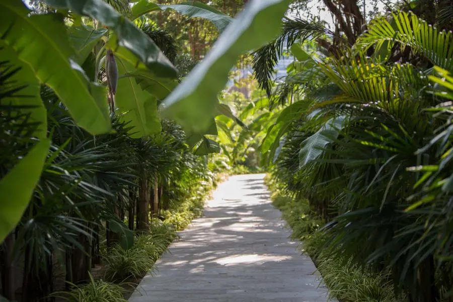 Pale stone path running between dense tropical plants and banana leaves.